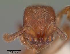 Image of Ant