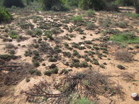 صورة Rhombophyllum dolabriforme (L.) Schwant.