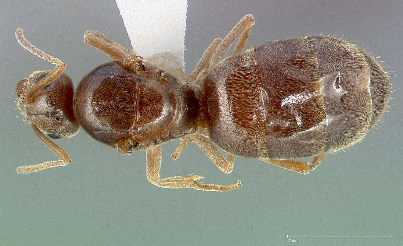 Image of False Honey Ant