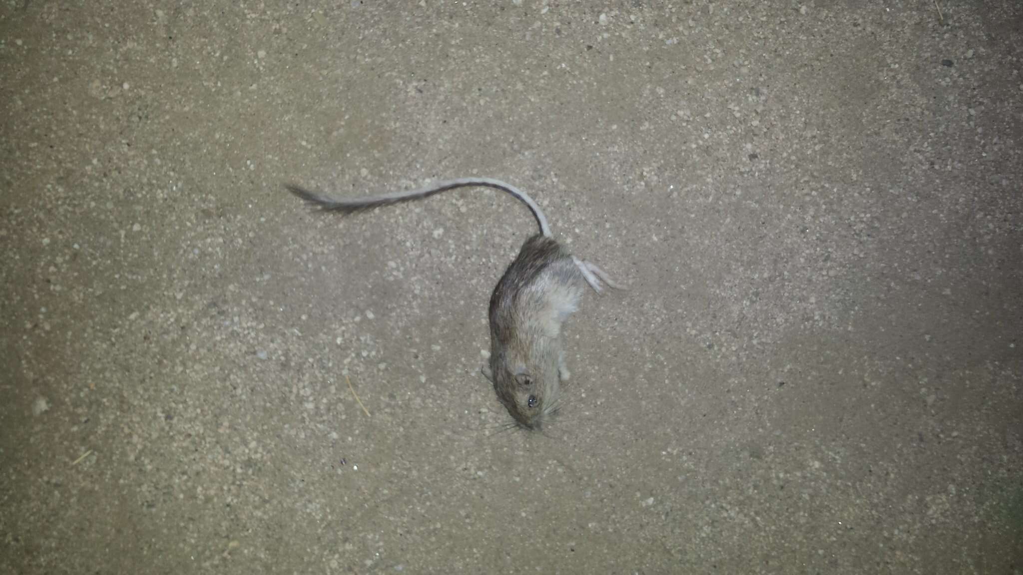 Image of Desert Pocket Mouse