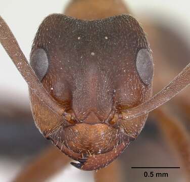 Image of Narrow headed ant