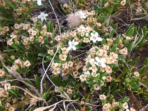 Image of slender myoporum