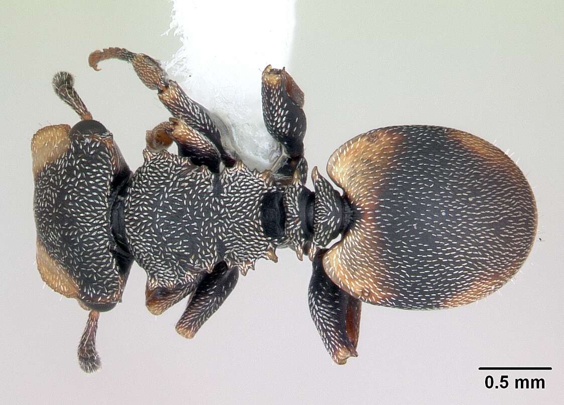 Cephalotes targionii (Emery 1894) resmi