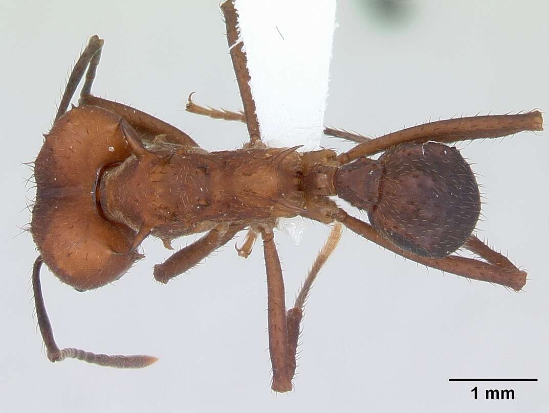 Image of Acromyrmex heyeri (Forel 1899)