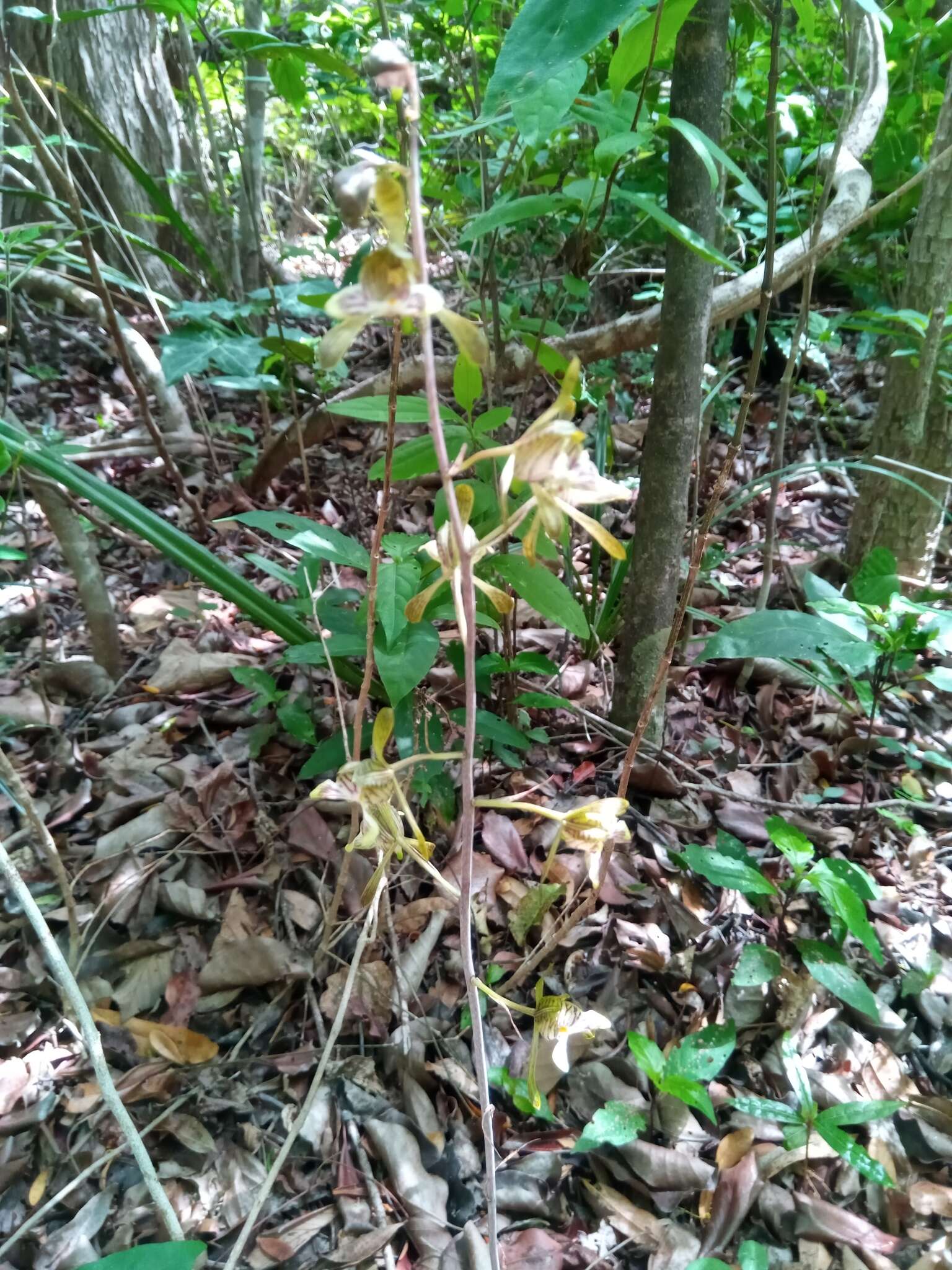 Imagem de Oeceoclades spathulifera (H. Perrier) Garay & P. Taylor