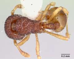 Image of Lachnomyrmex nordestinus