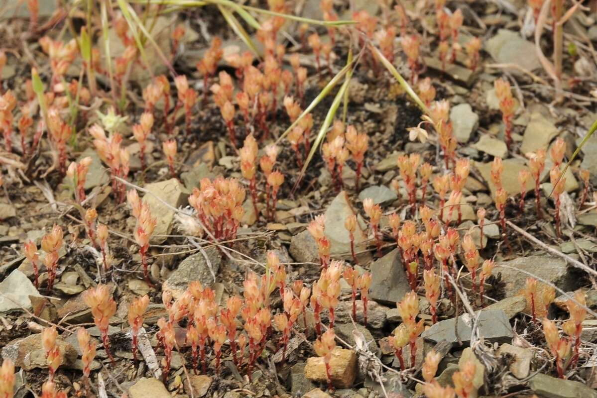 Image de Sedum aetnense Tineo