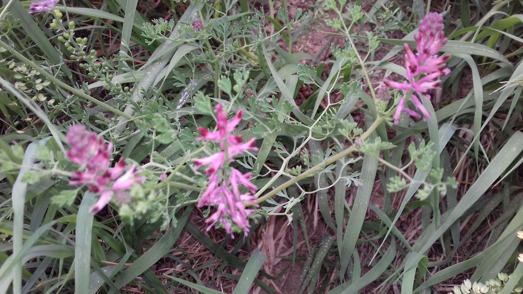 Image of drug fumitory