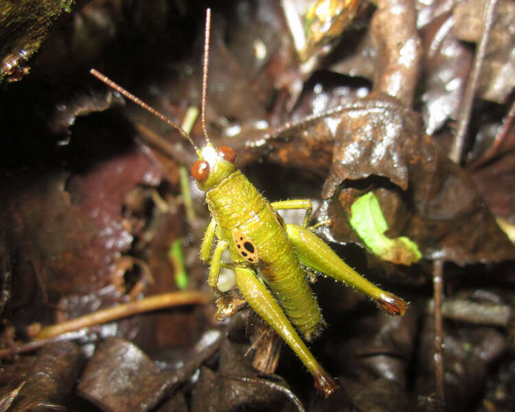 Image of Hippariacris latona (Günther & K. 1940)