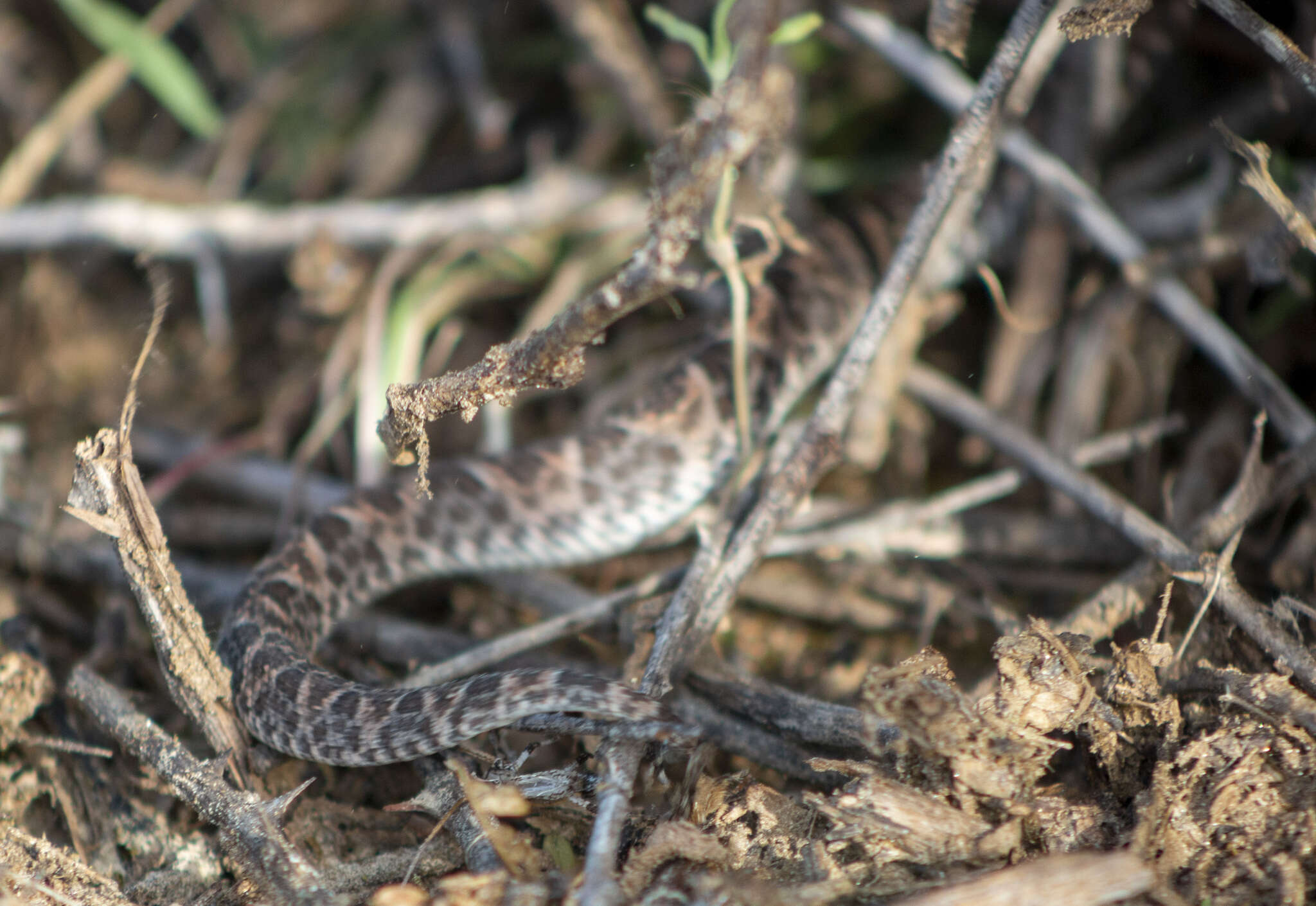 Image of Caatinga Lancehead