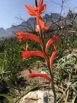 Imagem de Watsonia spectabilis Schinz