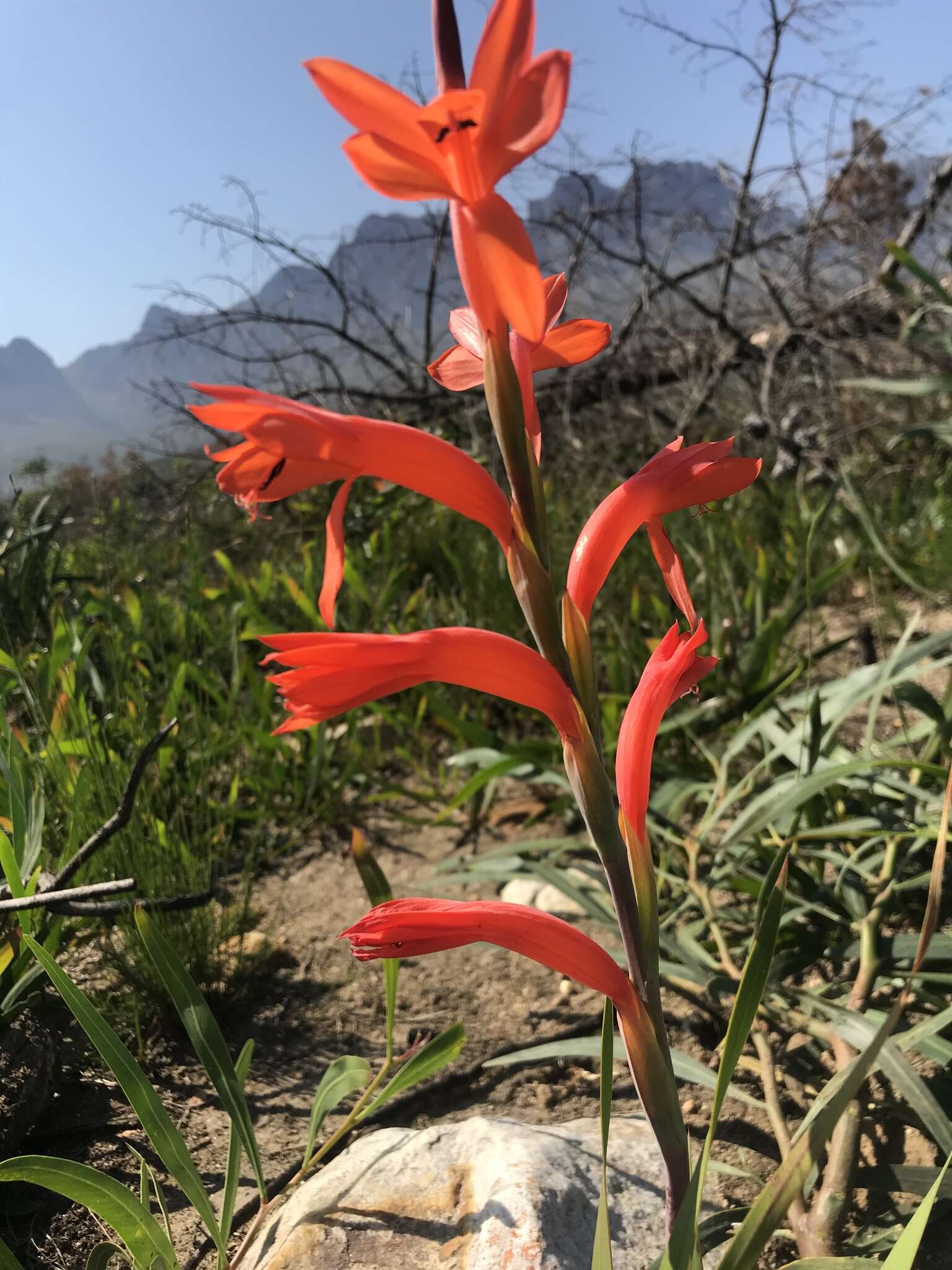 Слика од Watsonia spectabilis Schinz