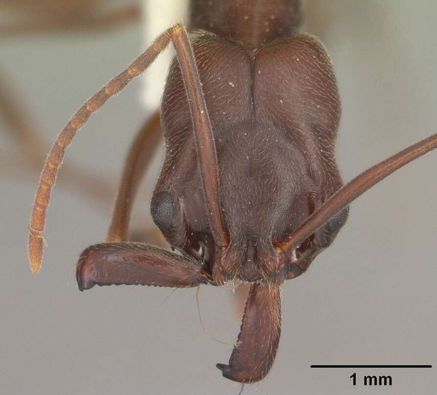 Image of Odontomachus brunneus (Patton 1894)