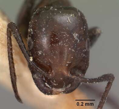 Image of Monomorium noualhieri (Emery 1915)