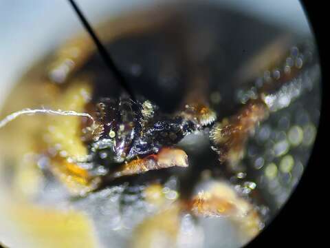 صورة Exema neglecta Blatchley 1920