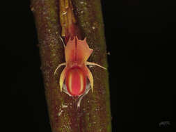 Image of Lepanthes mucronata Lindl.