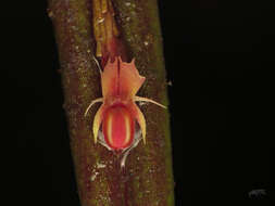 Imagem de Lepanthes mucronata Lindl.