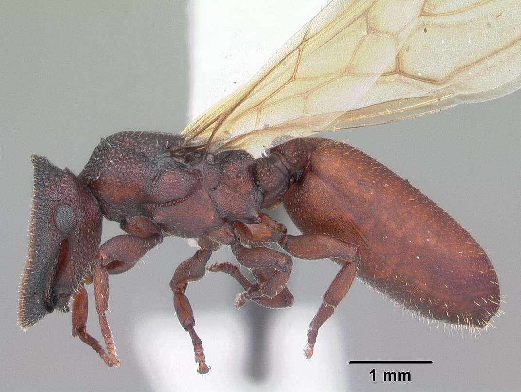 Cephalotes varians (Smith 1876) resmi