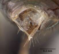 Image of Acanthomyrmex ferox Emery 1893