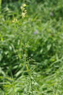 Image of Thalictrum lucidum L.