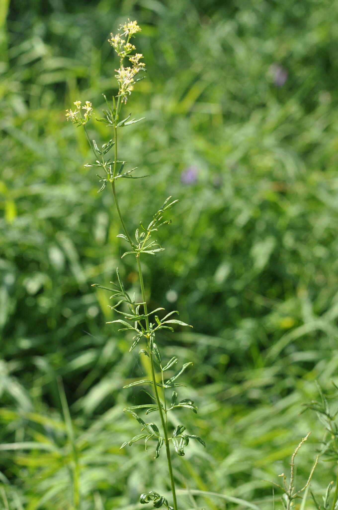 Image of Thalictrum lucidum L.