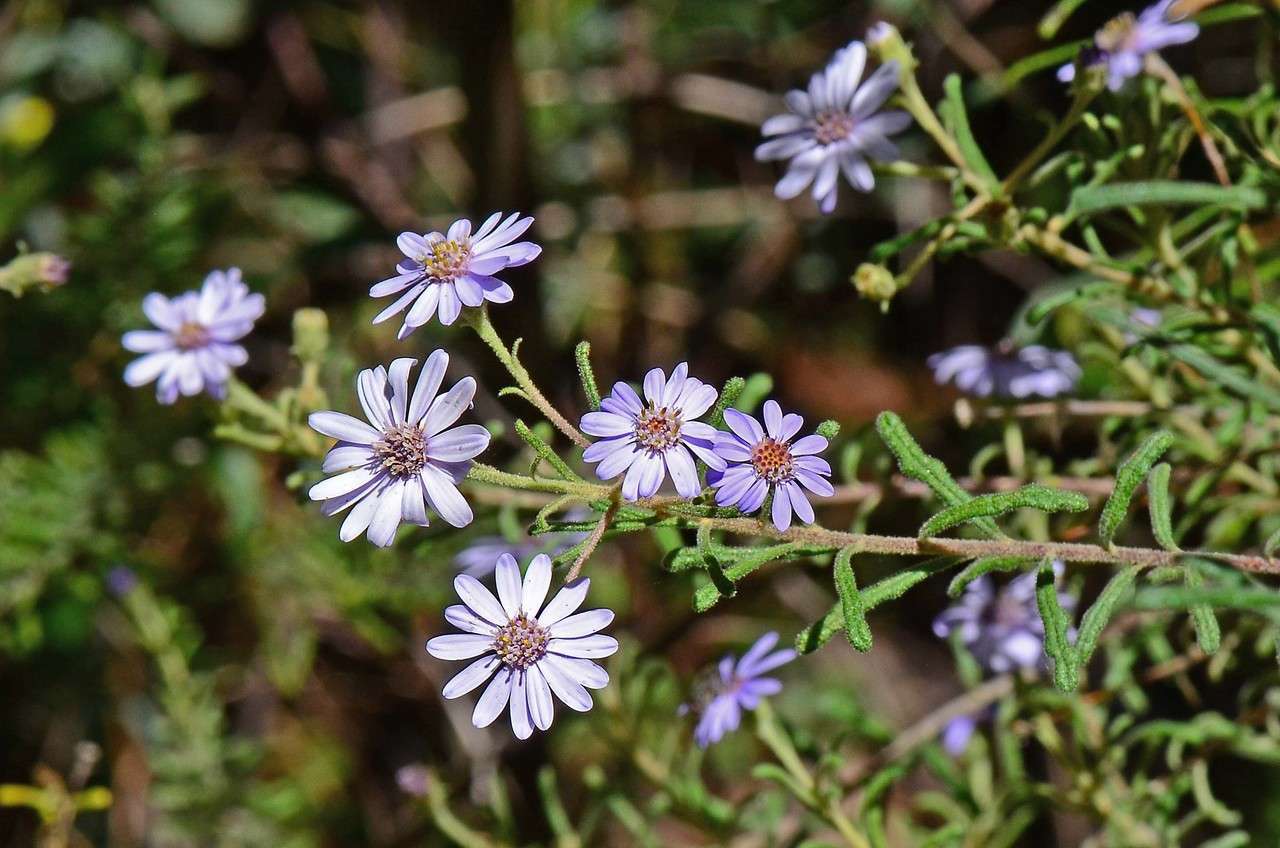 Olearia asterotricha F. Müll. resmi