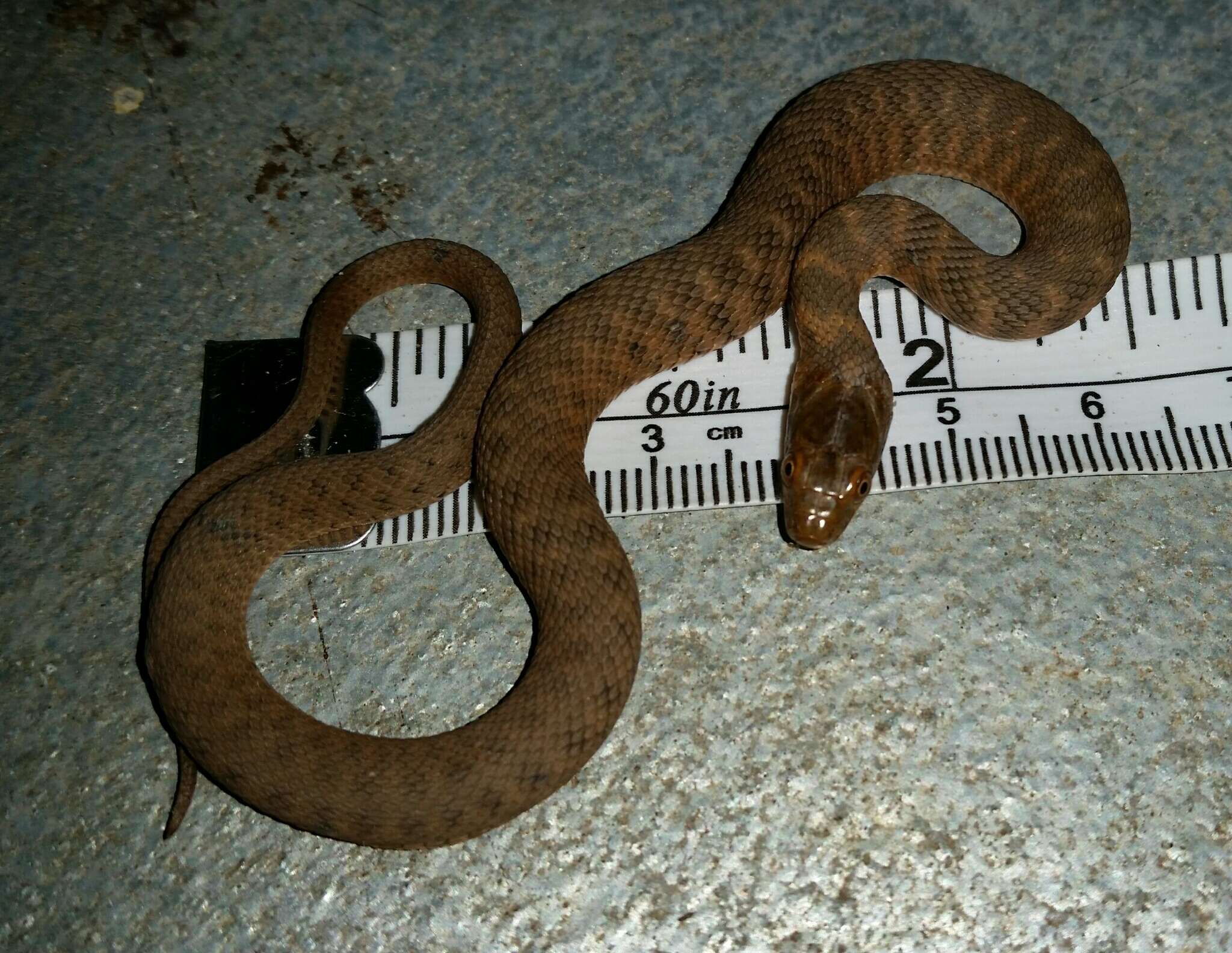 Image of Brazos Water Snake