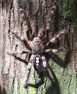 Image of Ivory Ornamental Tarantula