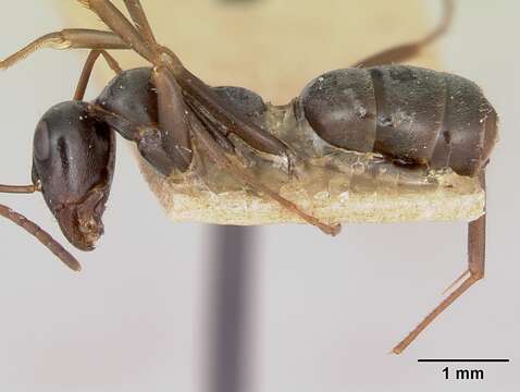 Image of Negro ant