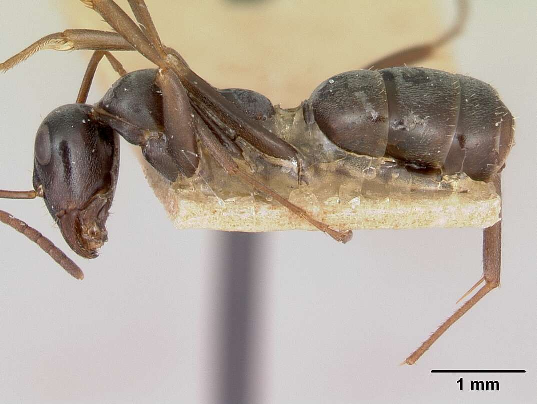 Слика од Formica fusca Linnaeus 1758