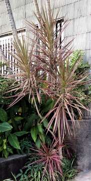 Image of Dracaena reflexa var. angustifolia Baker