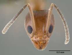 Image of Argentine Ant