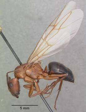 Image of Florida Carpenter Ant