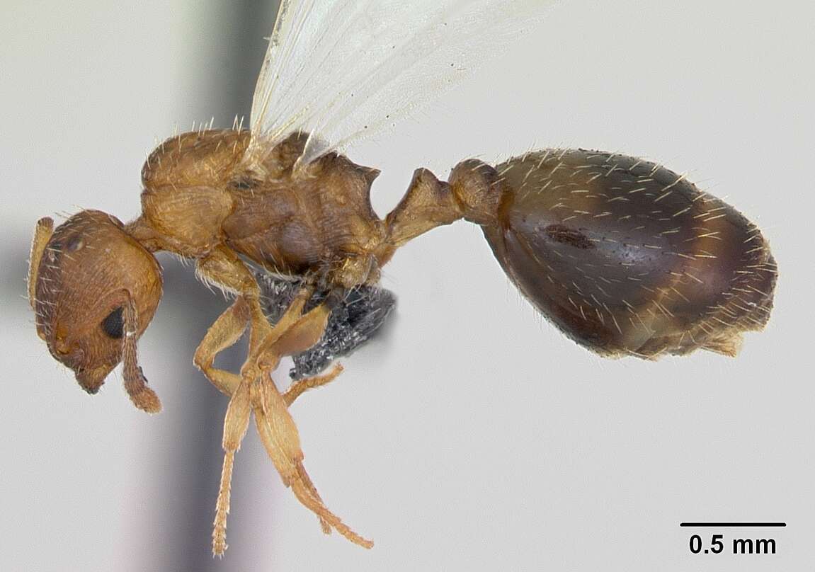 Image of Temnothorax nylanderi