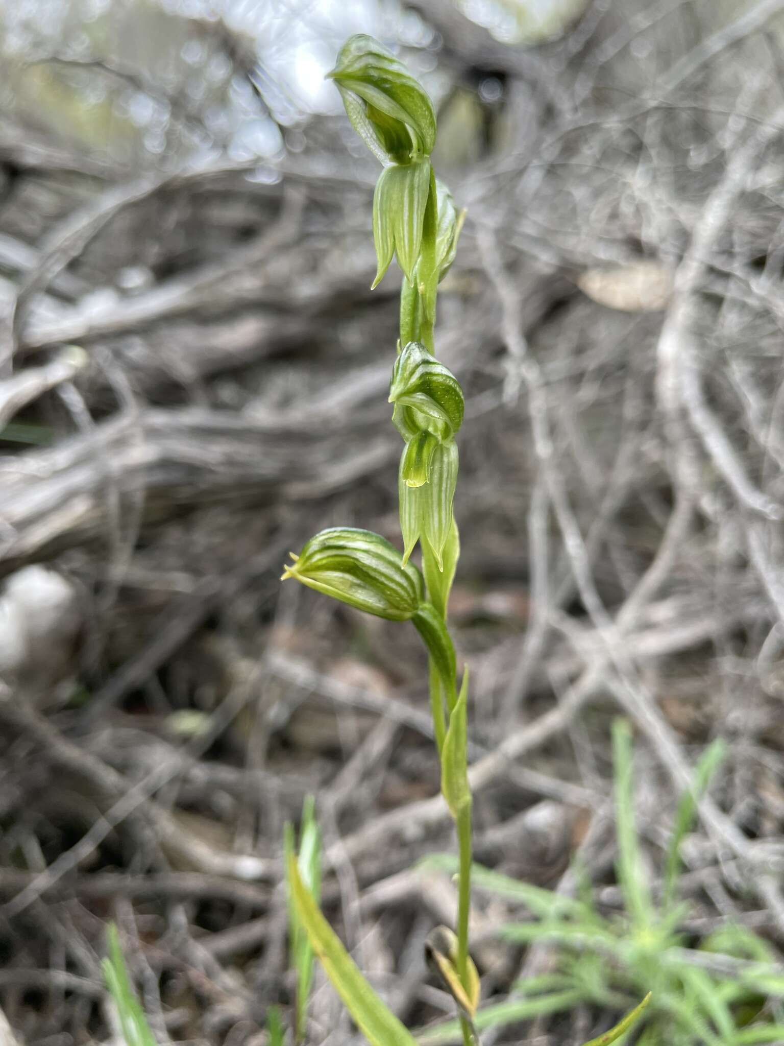 Image of Mallee leafy greenhood