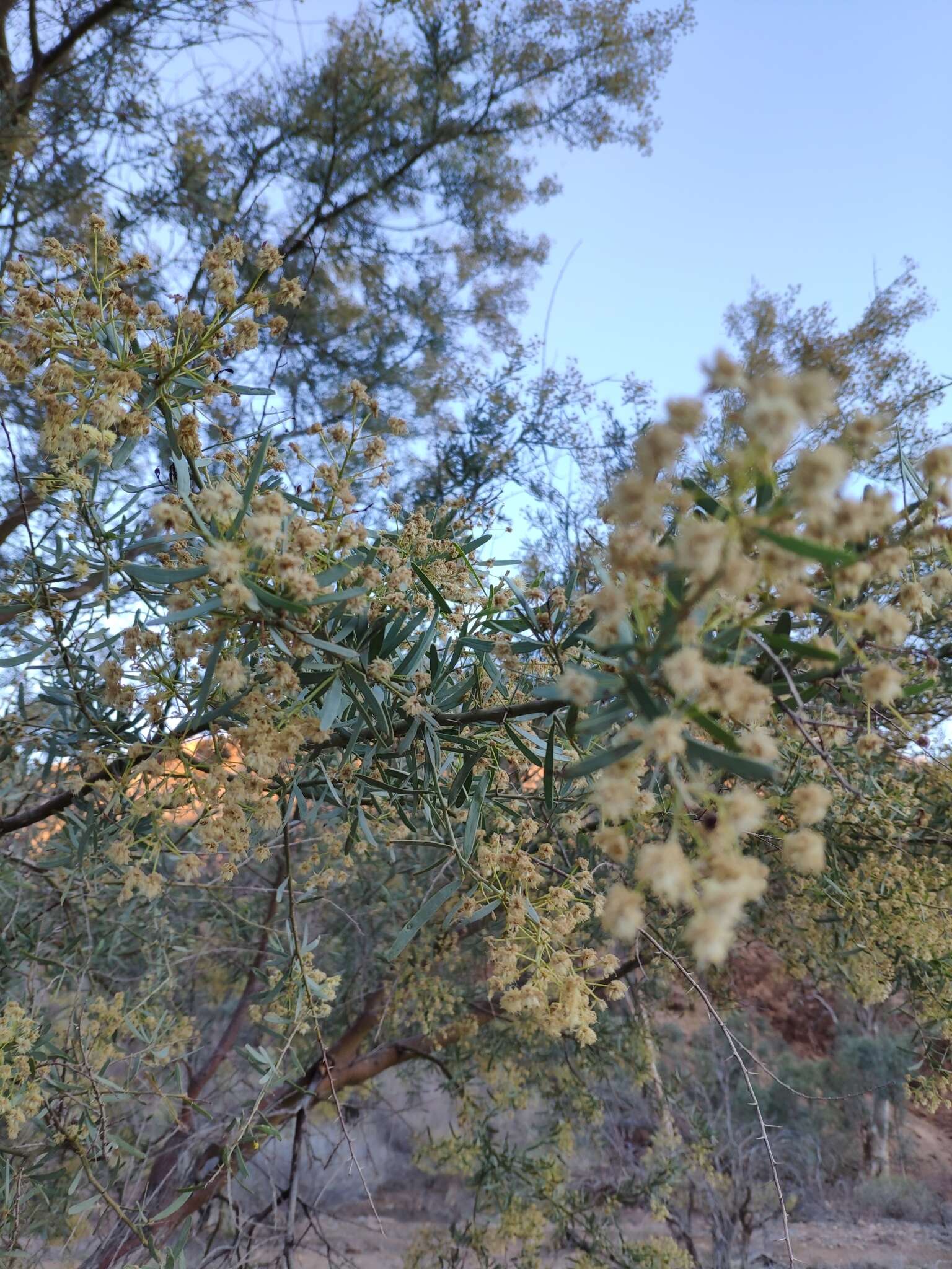 Acacia victoriae Benth. resmi