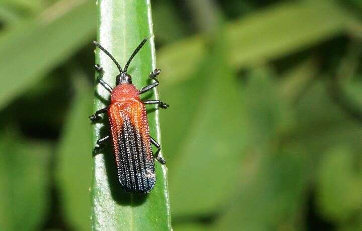 Plancia ëd Chalepus sanguinicollis (Linnaeus 1771)