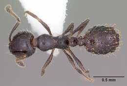 Image of Little Black Ant