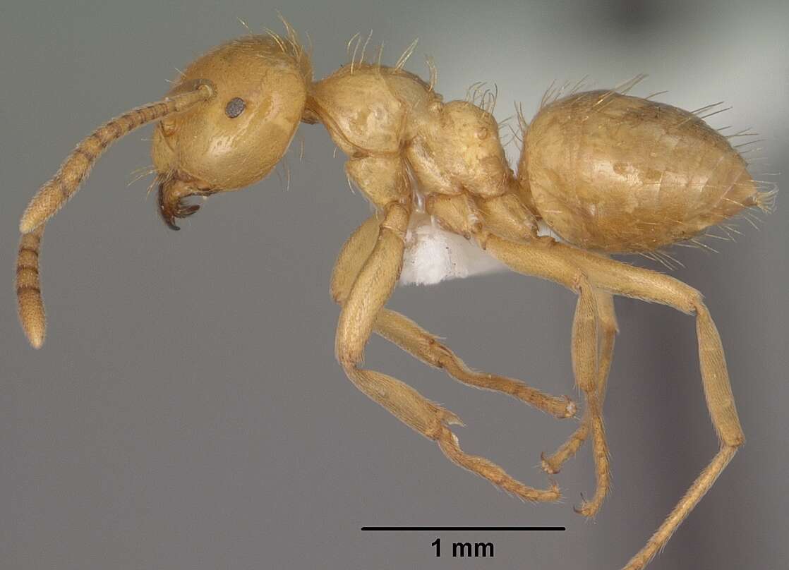 Imagem de Lasius colei