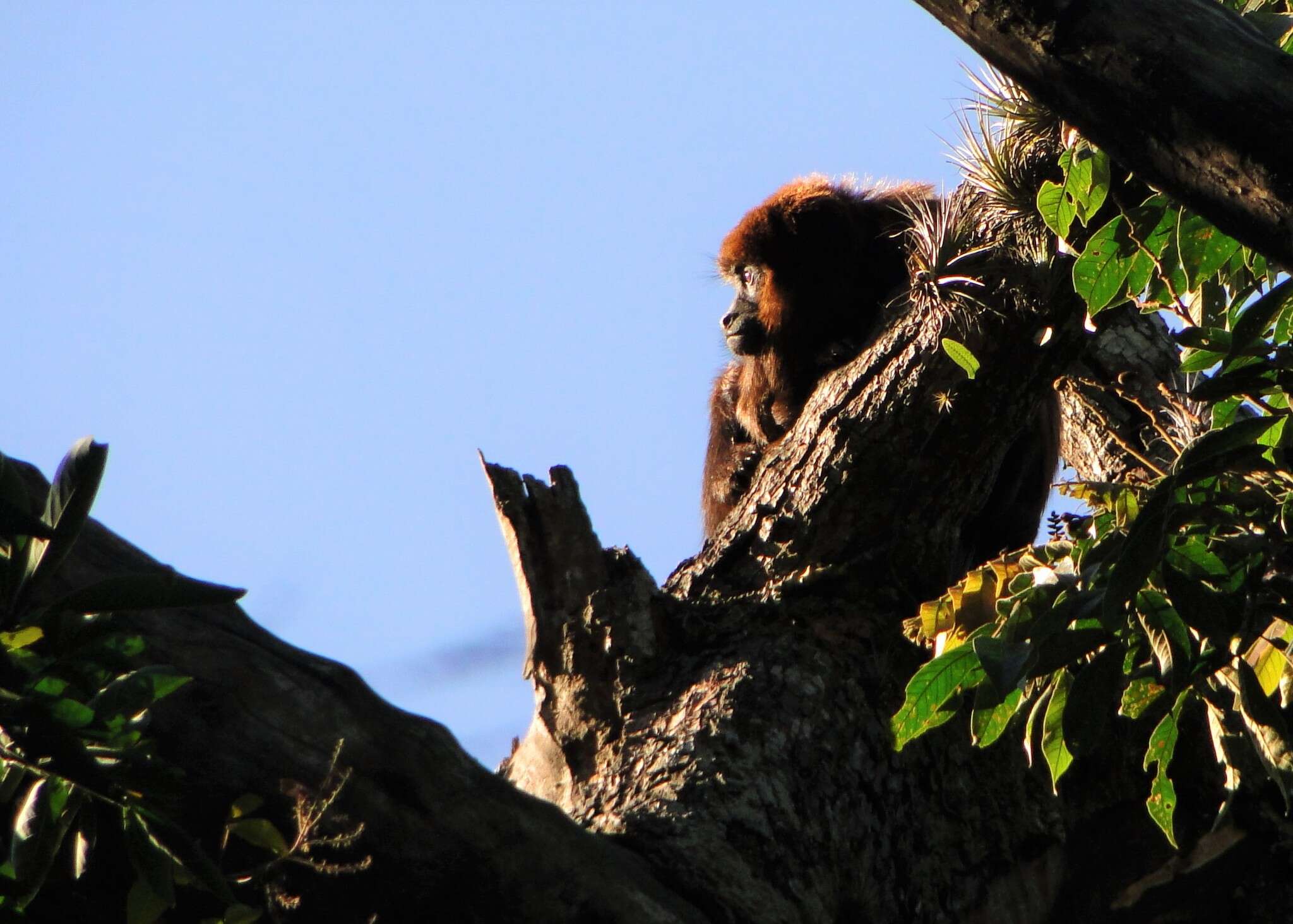 Image of Brown Howler Monkey