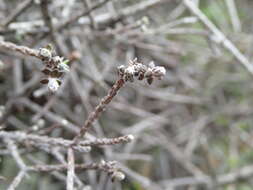 Image de Ozothamnus dimorphus (Cockayne) A. A. Anderberg