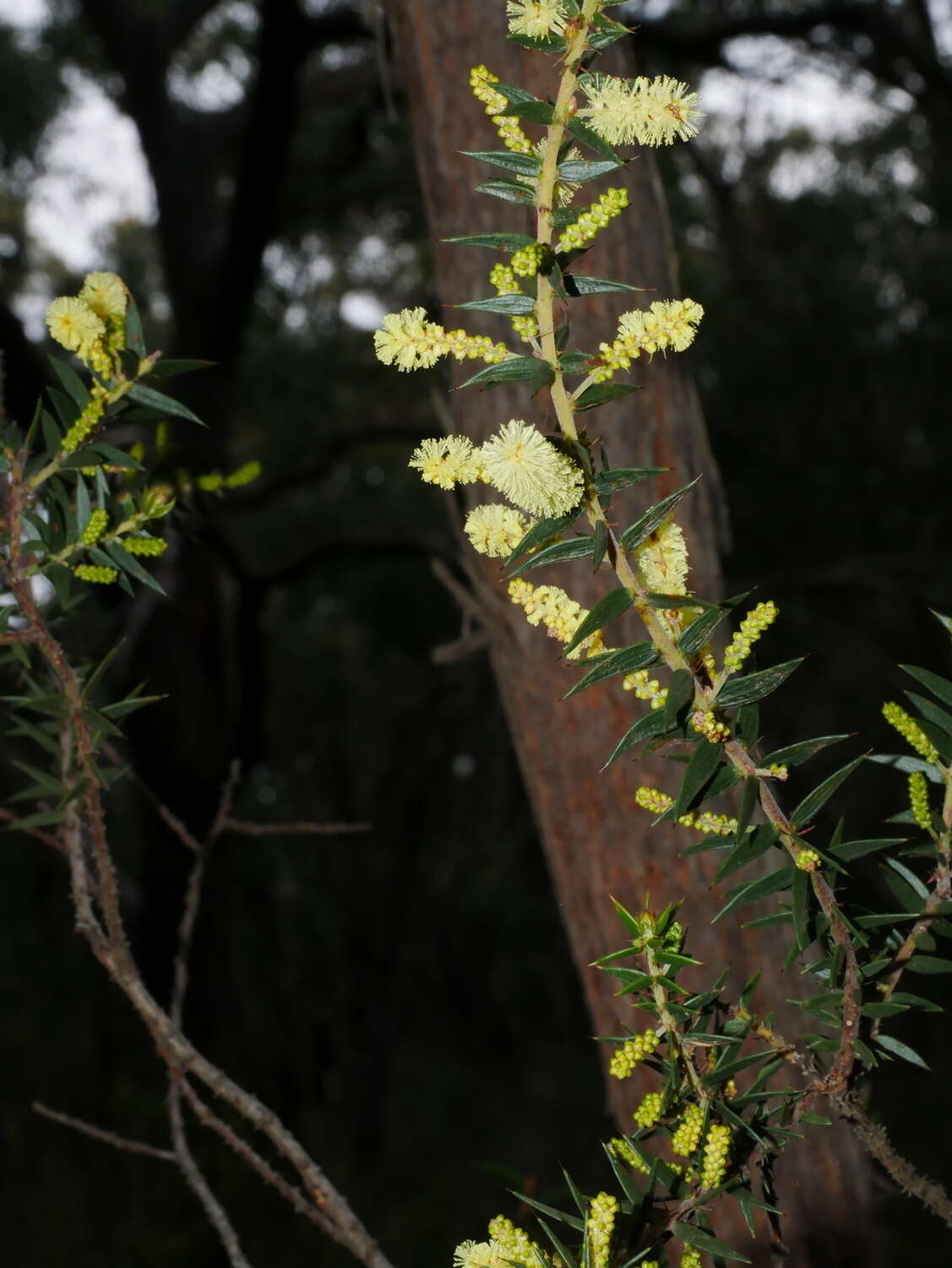 Acacia oxycedrus Sieber ex DC.的圖片