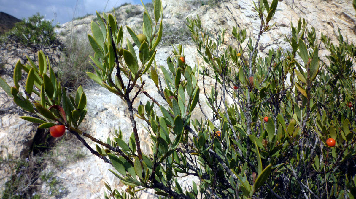 Image of Bark bush