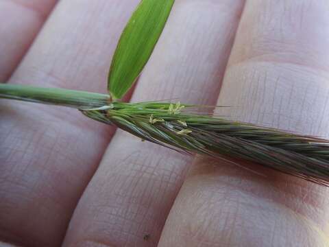 Image of meadow barley