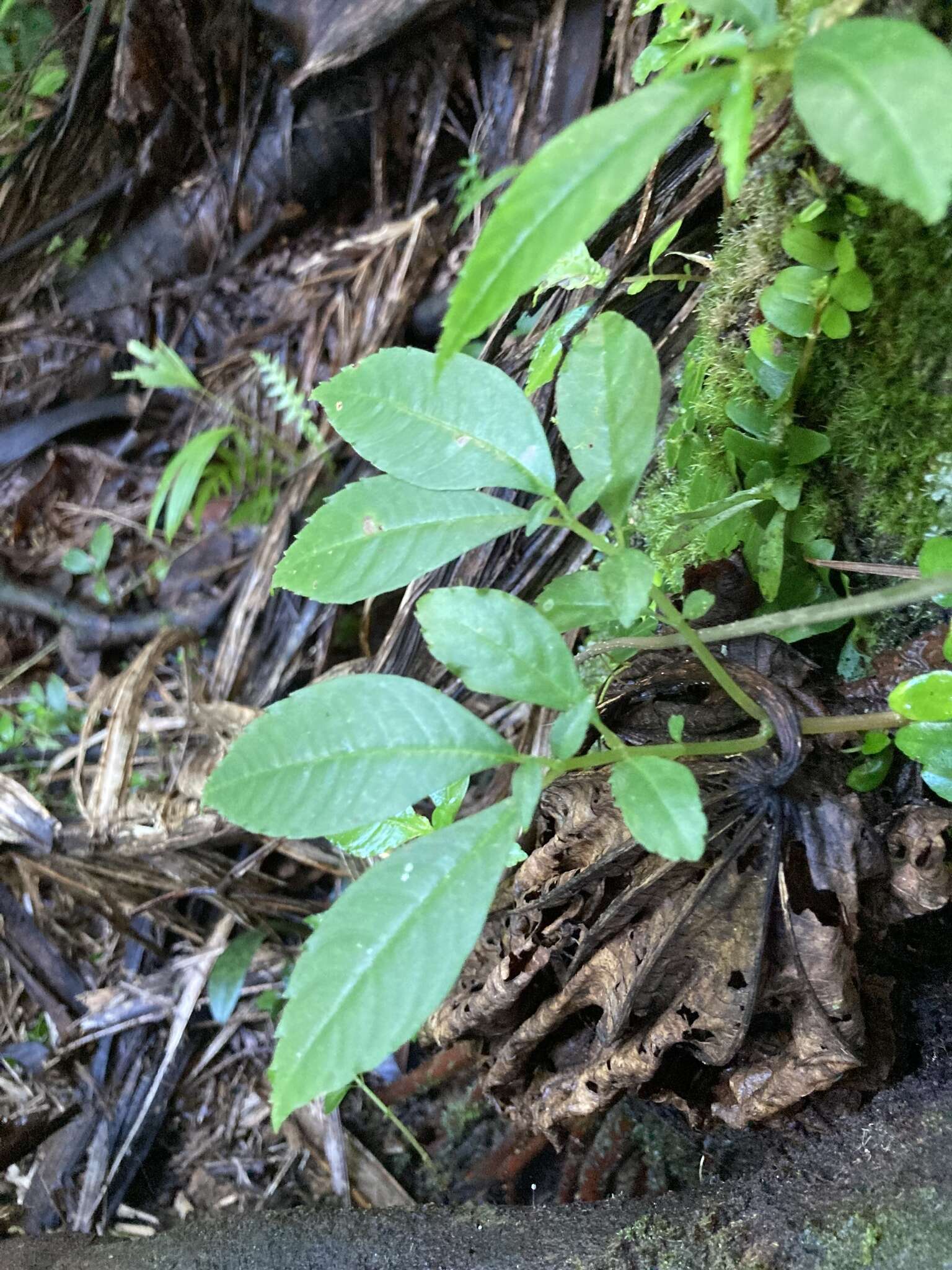 Sivun Pilea krugii Urb. kuva