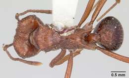 Image of Acromyrmex striatus (Roger 1863)