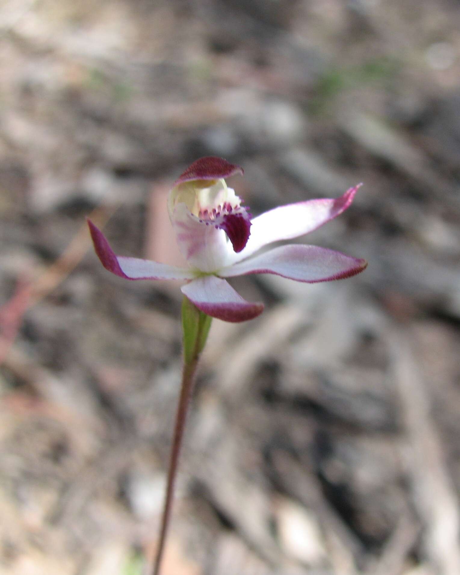 Image of Caladenia gracilis R. Br.