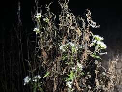 Image of Santa Rita snakeroot