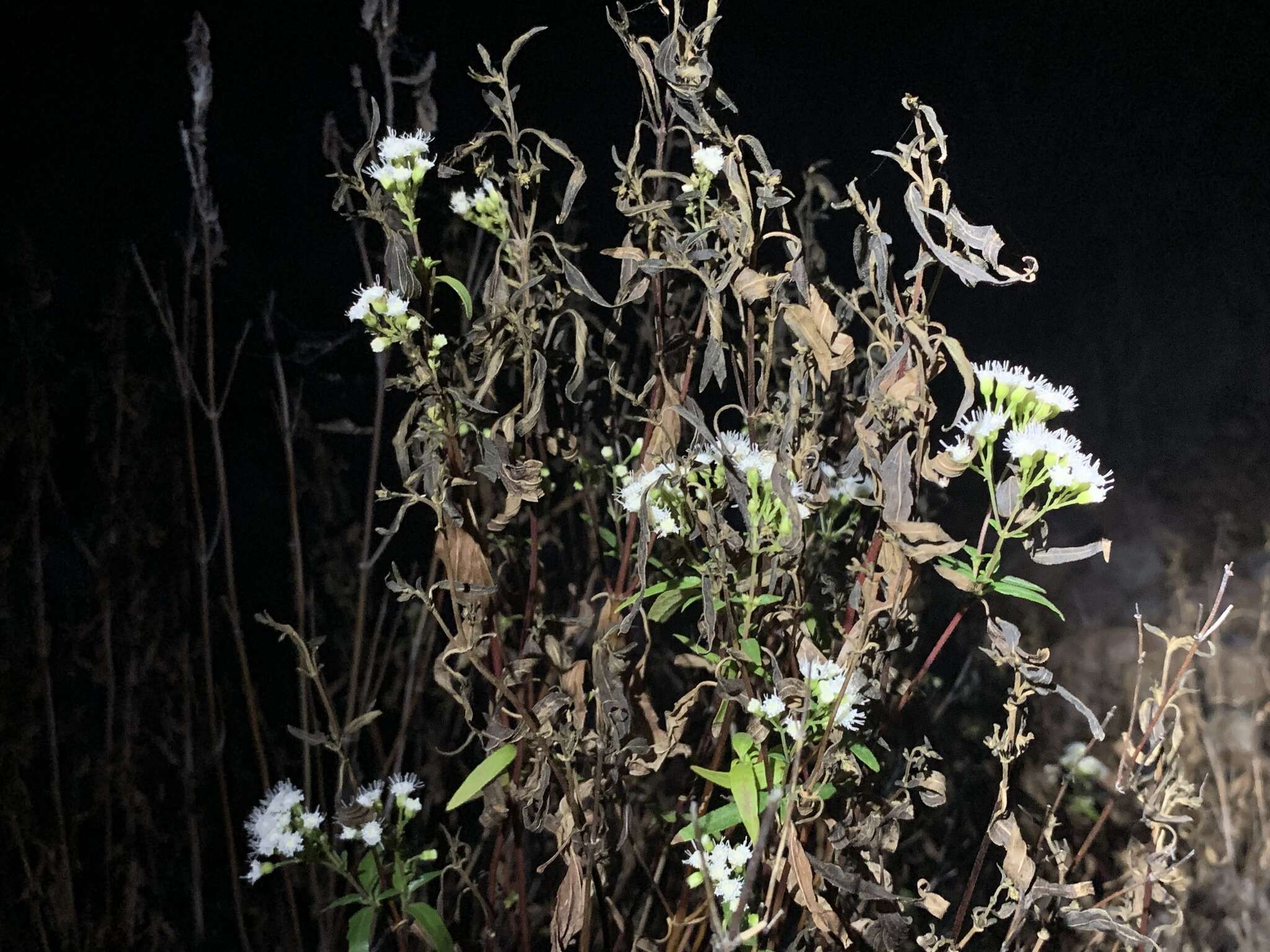 Image of Santa Rita snakeroot