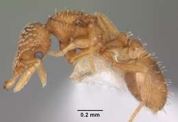 Image of Strumigenys emmae